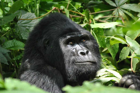 Kigali: 7-Day Safari, Wildlife Immersion, Big 5 to Gorillas