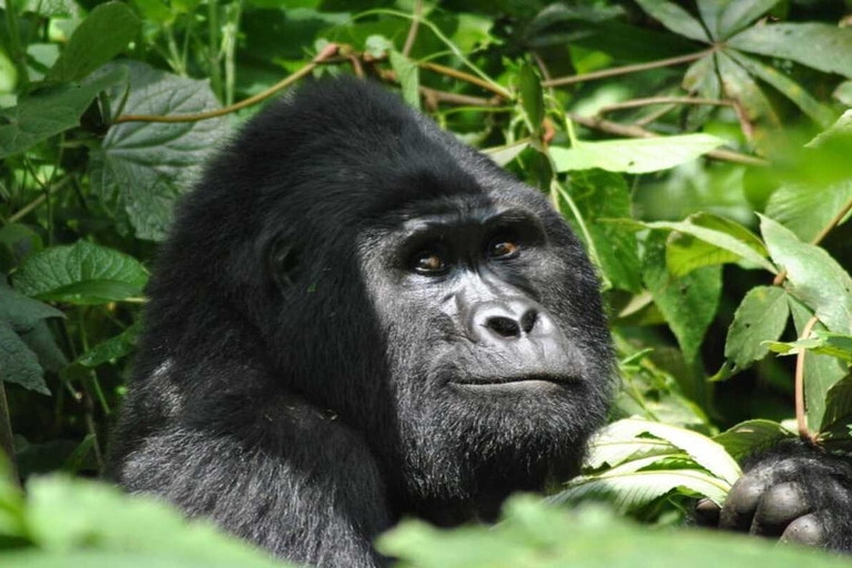 Kigali: 7-Day Safari, Wildlife Immersion, Big 5 to Gorillas