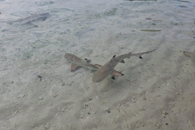 Labuan Bajo:3-Day Private Komodo National Park Eco Boat Tour