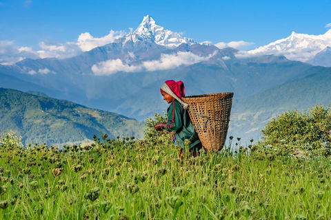 Pokhara : 3 jours de trek à Ghorepani Poon Hill avec chambre et repas