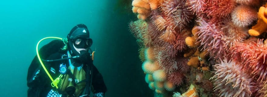 Lofoten : expérience de plongée sous-marine d'une demi-journée