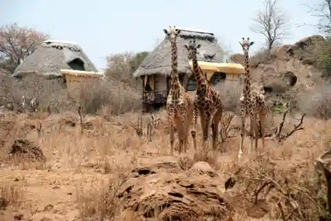 Nairobi: 4-daagse safari in het Amboseli National Park met vluchten
