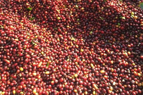 Nairobi: Half day Coffee Farm tour with a local guide