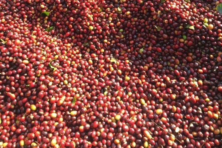 Nairobi: Half day Coffee Farm tour with a local guide