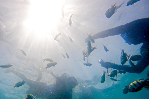 Escape from Cartagena to Isla de Baru and see the Mangroves!