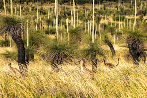 Perth-Pinnacles Desert: High Tea & Dark Sky Astronomy Tour Pinnacles Desert Photog/ High Tea & Dark Sky Astronomy Tour