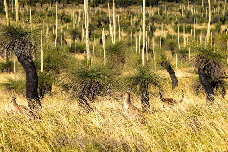 Perth-Pinnacles Desert: High Tea & Dark Sky Astronomy Tour Pinnacles Desert Photog/ High Tea & Dark Sky Astronomy Tour