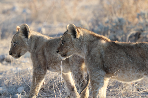 Windhoek: 3-Day Guided Safari in Etosha with Lodge