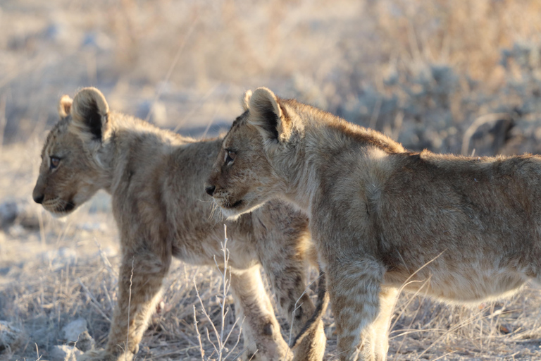 Windhoek: 3-Day Guided Safari in Etosha with Lodge