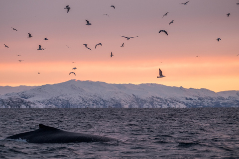 From Tromsø/Skjervøy: Whale Safari by RIB Boat From Skjervøy: Whale Safari by RIB Boat (No transfer)
