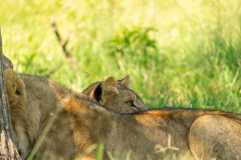 Tarangire Eco-Safari: Wildlife & Community Adventure