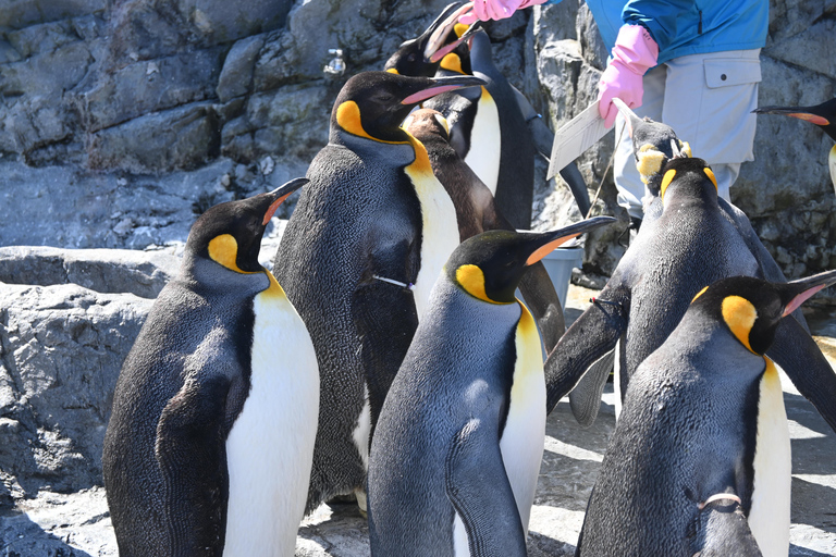 Hokkaido Asahiyama Zoo Tour with Melon Buffet Option Sapporo Tokyu REI Hotel Departure (With Lunch&Melon Buffet)