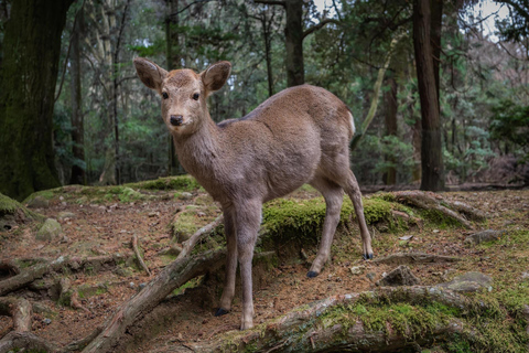 Nara Park: Deer & Healing Forest Guided Tour with Stories