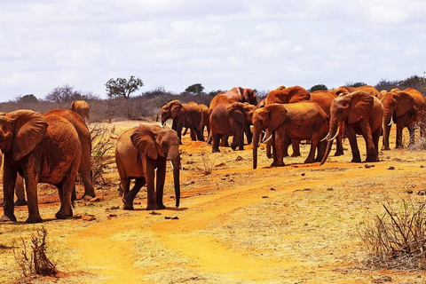 Tagestour zum Tsavo Ost Nationalpark von Mombasa/Diani aus