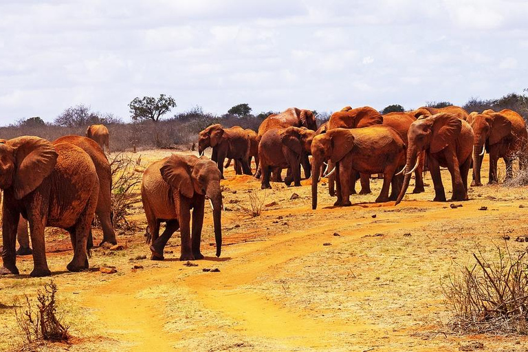 Privétour van een dag door Tsavo East National Park vanuit Mombasa