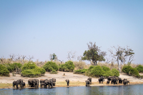Chobe Full-Day Experience With Airport Pickups & Transfers