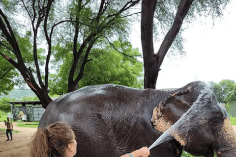 Jaipur Elephant Magic: Paint, Feed & Ride Tour with Pickup All Elephant Activity Riding, Feeding, Painting, Climbing