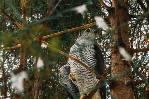 Rovaniemi: Excursión al Zoo de Ranua