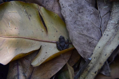 Zanzibar: la foresta di Jozani, le tartarughe marine, la grotta di Kuza e The RockTour senza servizio di prelievo e rientro in hotel
