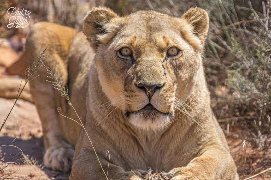 Kapstadt: Safari im Big5-Reservat mit Mittagessen und Weinprobe. Foto: GetYourGuide Kapstadt: Safari im Big5-Reservat mit Mittagessen und Weinprobe. Foto: GetYourGuide