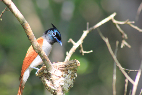 Van: Mirissa/ Matara/ Koggala - YALA Safari -Afzetten: Ella