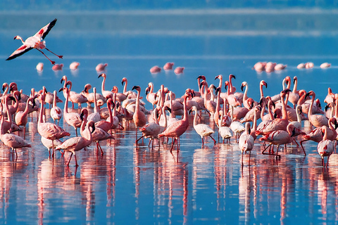 From Arusha: 2-Day Lake Manyara & Tarangire Safari
