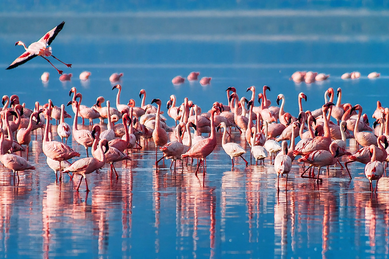 From Arusha: 2-Day Lake Manyara & Tarangire Safari