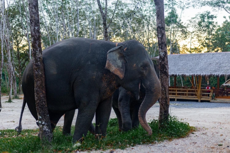 KhaoLak: Stay & Play Excursión de día completo La vida del elefante Mahout
