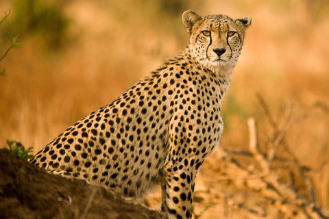 Johannesburg : Safari au parc des lions, prise en charge à l&#039;hôtel.