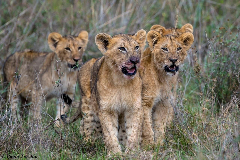 Nairobi : 5 jours de safari en camping à Maasai Mara et au lac Nakuru