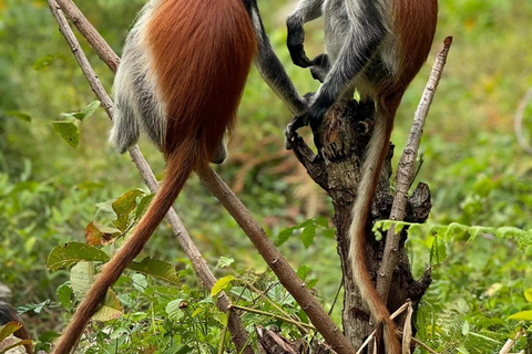 Zanzibar: Jozani-skogen, Salaam- och Maalum-grottorna och solnedgång