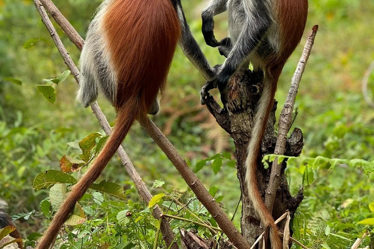 Zanzibar: Jozani Forest, Salaam & Maalum Caves and Sunset