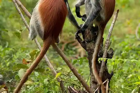 Zanzibar: Jozani Forest, Salaam & Maalum Caves and Sunset