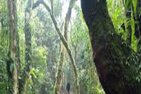 Kilimanjaro: 6-Day Trekking Umbwe Route