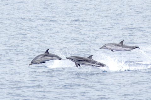 São Miguel : Observation des baleines et nage avec les dauphins sauvages - Journée complète