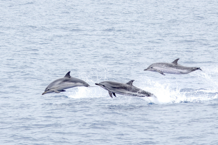 São Miguel : Observation des baleines et nage avec les dauphins sauvages - Journée complète