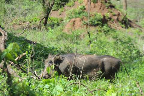 From Entebbe: 3-Day Lake Mburo Safari with Boat Cruise