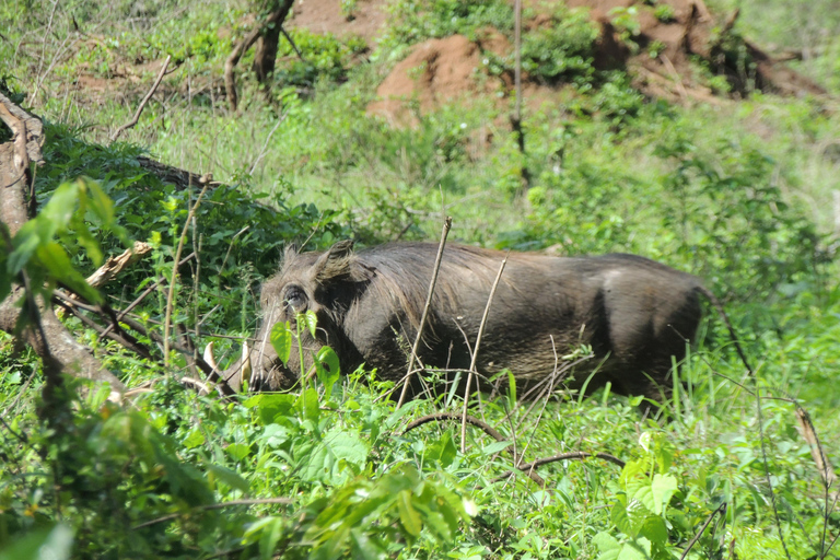 From Entebbe: 3-Day Lake Mburo Safari with Boat Cruise