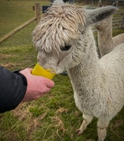 Alpaca Meet & Greet - Housity
