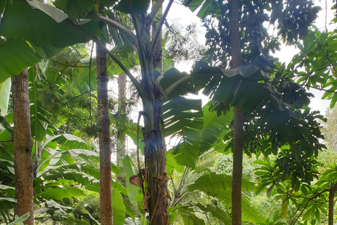 Arusha vattenfall, byvandring och / eller kaffetur