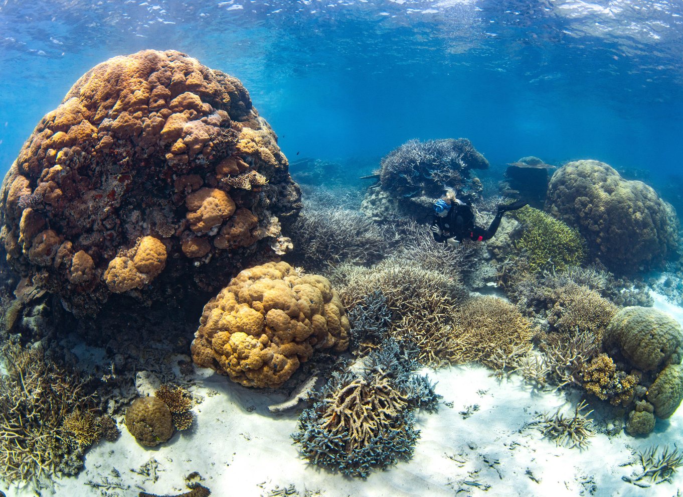 Port Douglas: Dykning og snorkling ved Great Barrier Reef med Silversonic