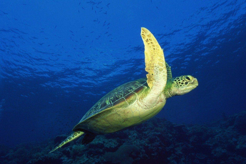Zanzíbar: excursión a la cueva de Salaam y almuerzo en el restaurante The Rock
