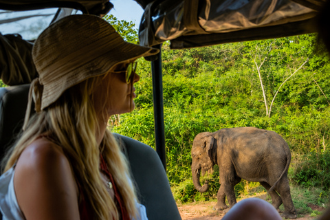 From Bentota: All Inclusive Yala National Park Jeep Safari Mirissa/Weligama/Matara/Tangalle: Yala Leopard Safari