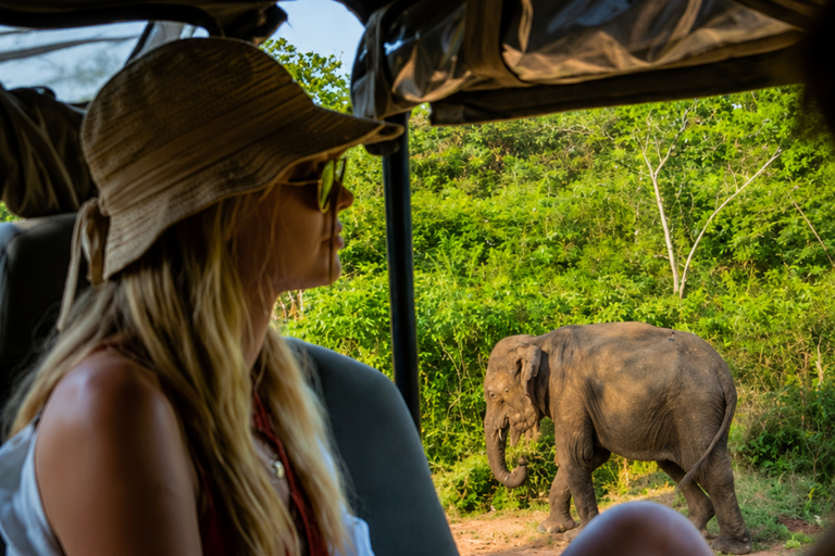 From Bentota: All Inclusive Yala National Park Jeep Safari Mirissa/Weligama/Matara/Tangalle: Yala Leopard Safari
