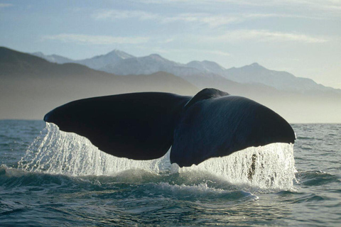 Pick up From Christchurch: Kaikoura Whale Watching Cruise