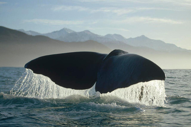 Pick up From Christchurch: Kaikoura Whale Watching Cruise