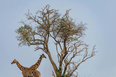 Nairobi: Maasai Mara, Lake Nakuru & Naivasha 5-Day Safari