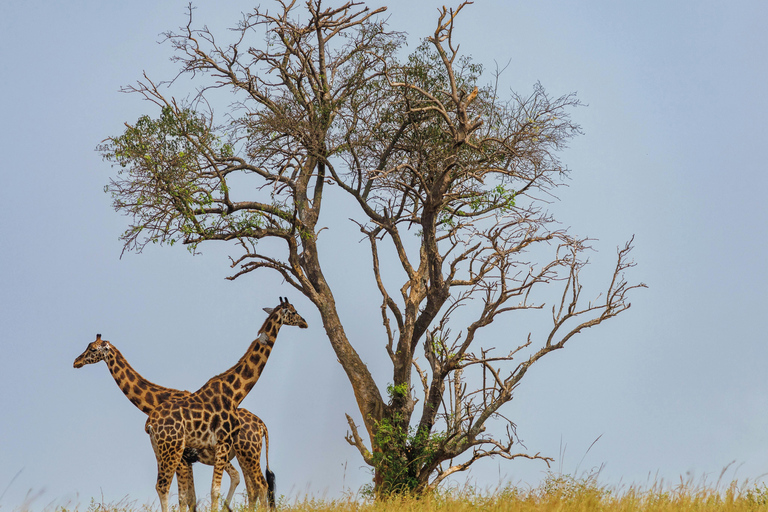 Nairobi: Maasai Mara, Lake Nakuru & Naivasha 5-Day Safari