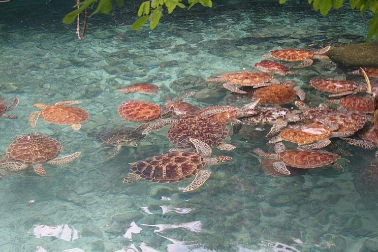 Zanzibar: Jozani forest, Butterfly center & Salaam cave tour Tour with Hotel pick up and drop off included