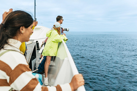 San Diego : Croisière d'observation des baleines et des dauphins